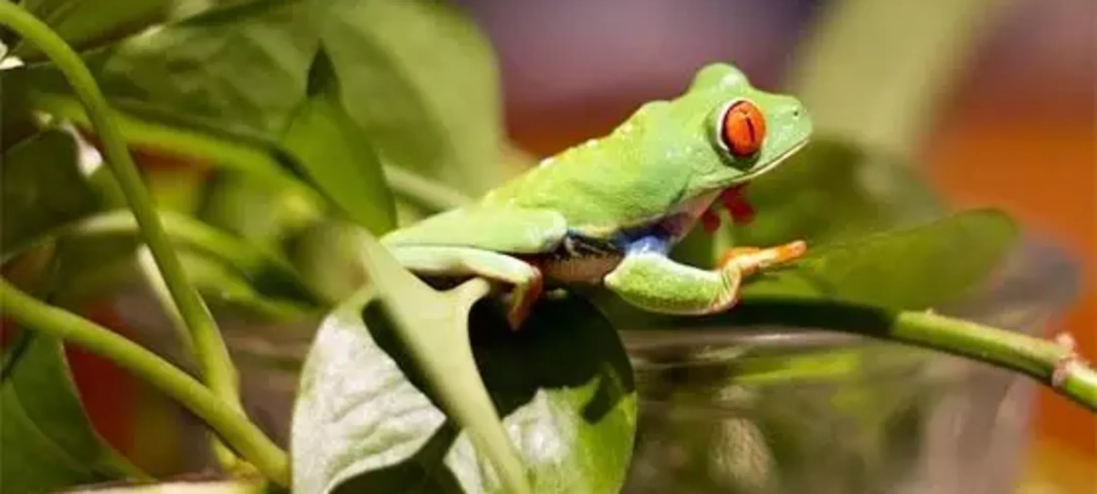 Arturo, Red-eyed tree frog